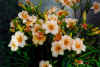 summerflowers11.jpg (52351 bytes)
