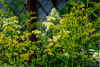 summerflowers7.jpg (79480 bytes)